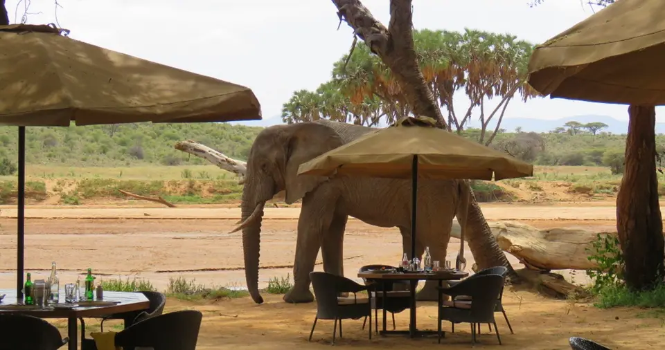 Elephantateatingplace.jpg