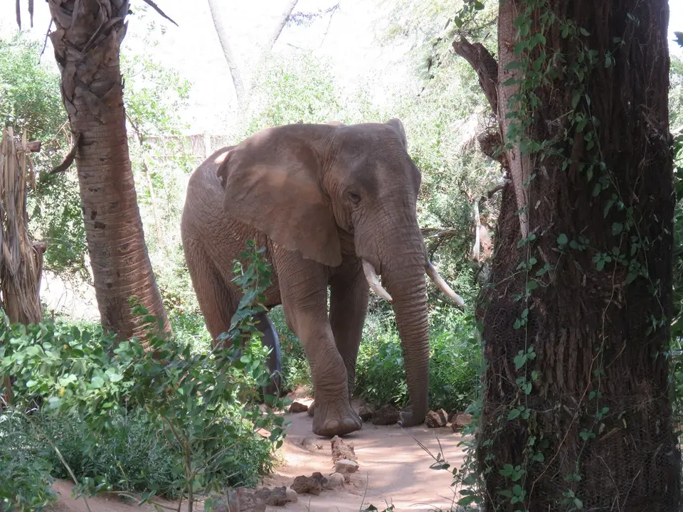 ElephantonpathatElephantBedroom.jpg