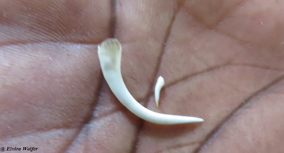 FangsGabunandblackmamba.jpg