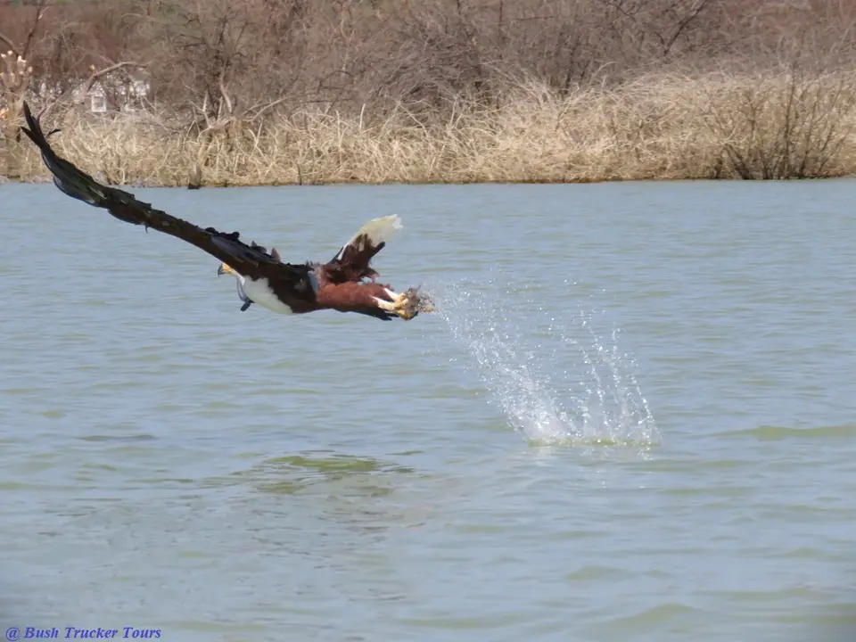 FishEaglewithfish.jpg