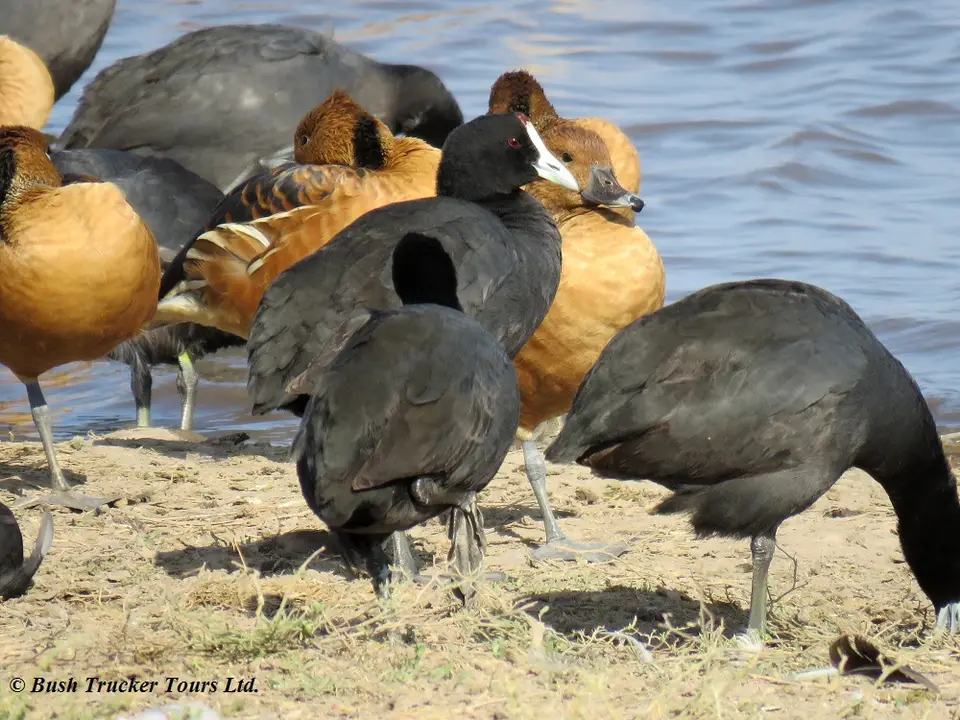 FulvousWD,red-knobbedCoot2.jpg