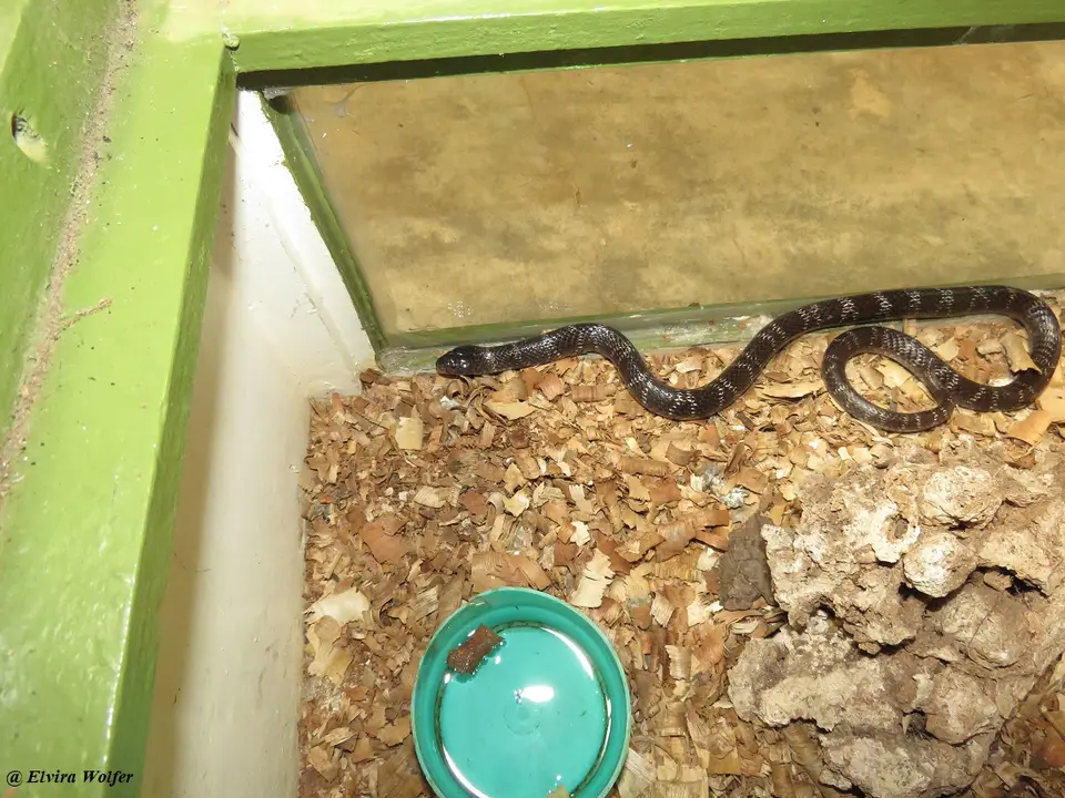GarterSnake.jpg