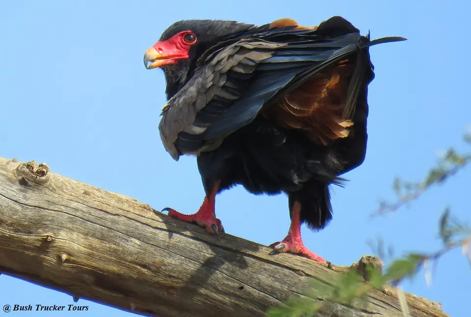 GauklermalerufousmorphSamburu.jpg