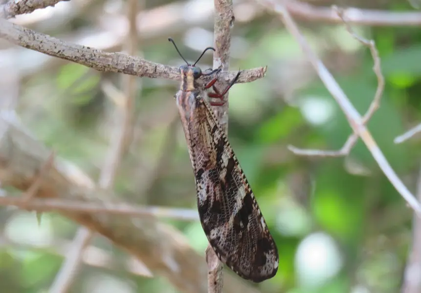 GiantAntlion-Palparesspp.jpg