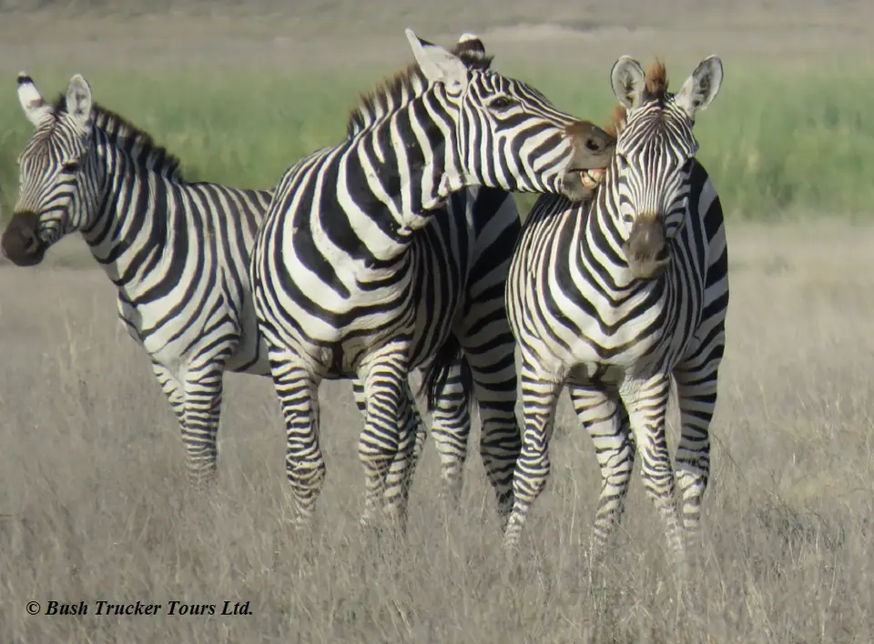 GnusZebras5.jpg