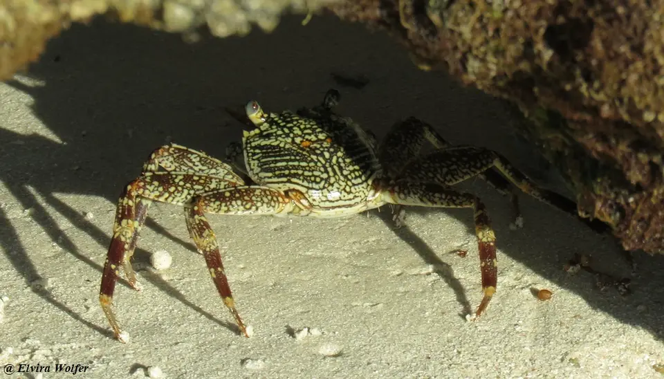 Grapsusalbolineatus-MottledCrab-Grapsidae.jpg