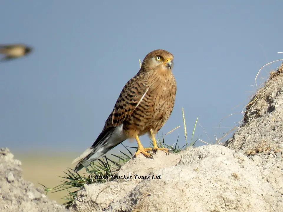GreaterKestrel.jpg