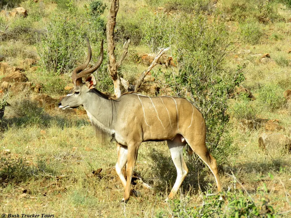 GreaterKudubull1.jpg