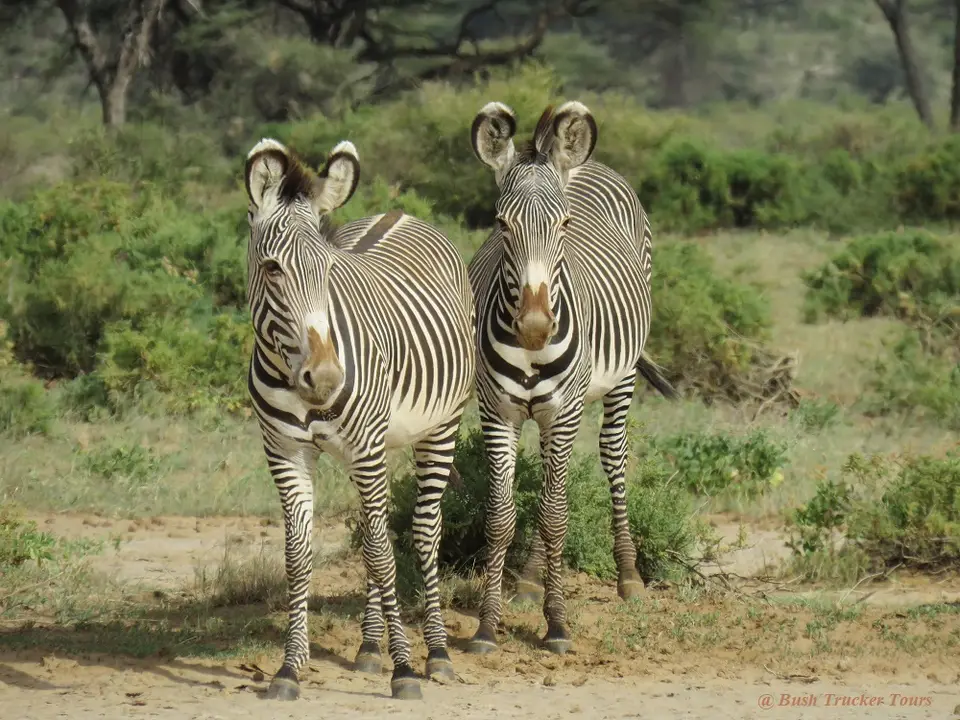 Grevy2.jpg