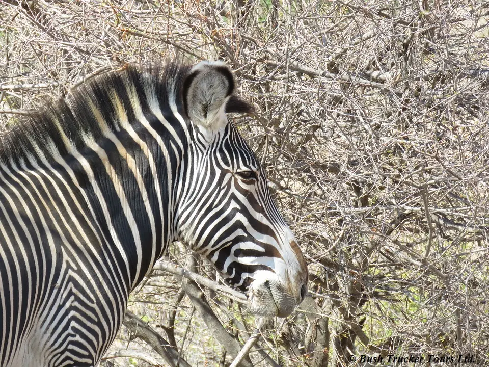 Grevy5.jpg