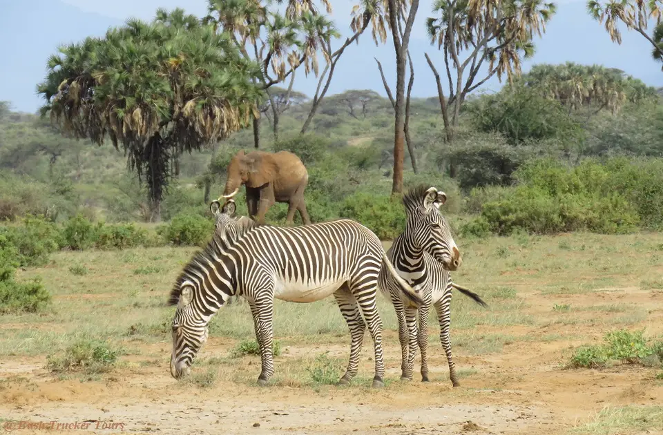 GrevyandElephant.jpg