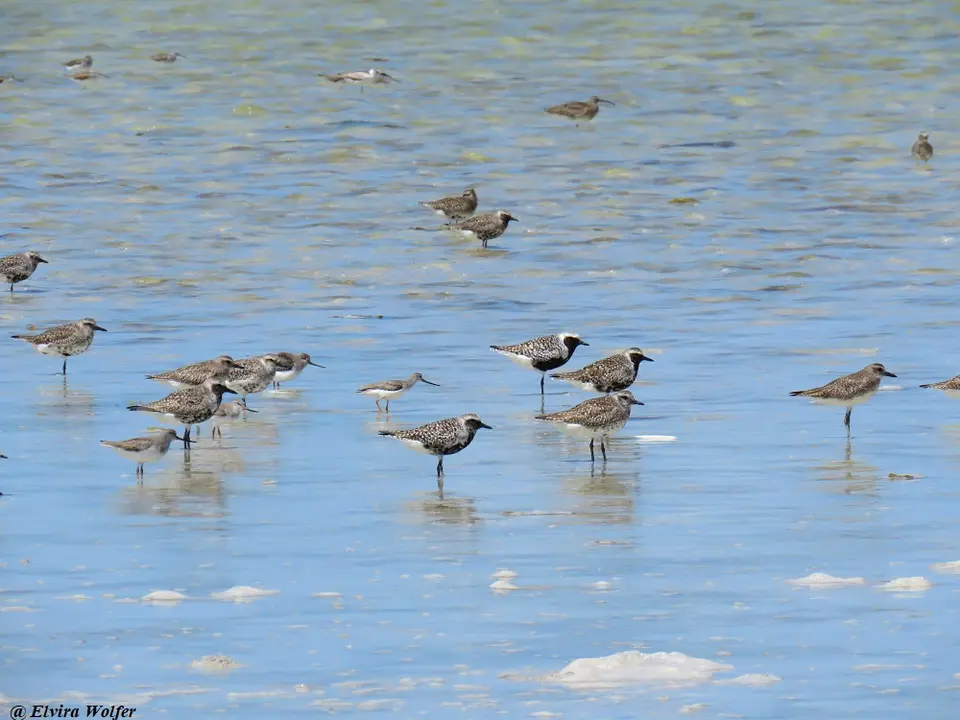 GreyPlover,Terek.jpg