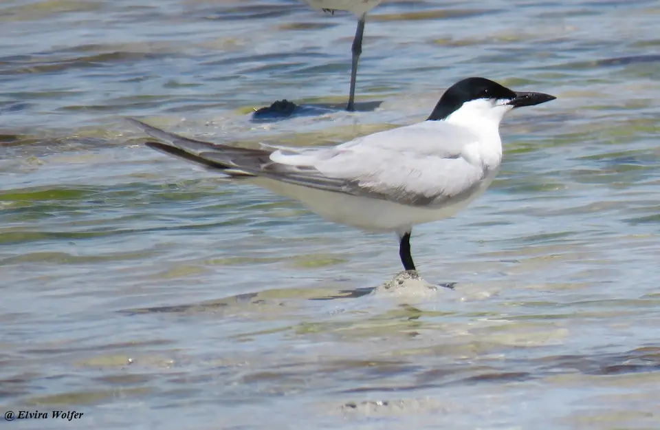 Gull-billedTernbreedingplumage.jpg