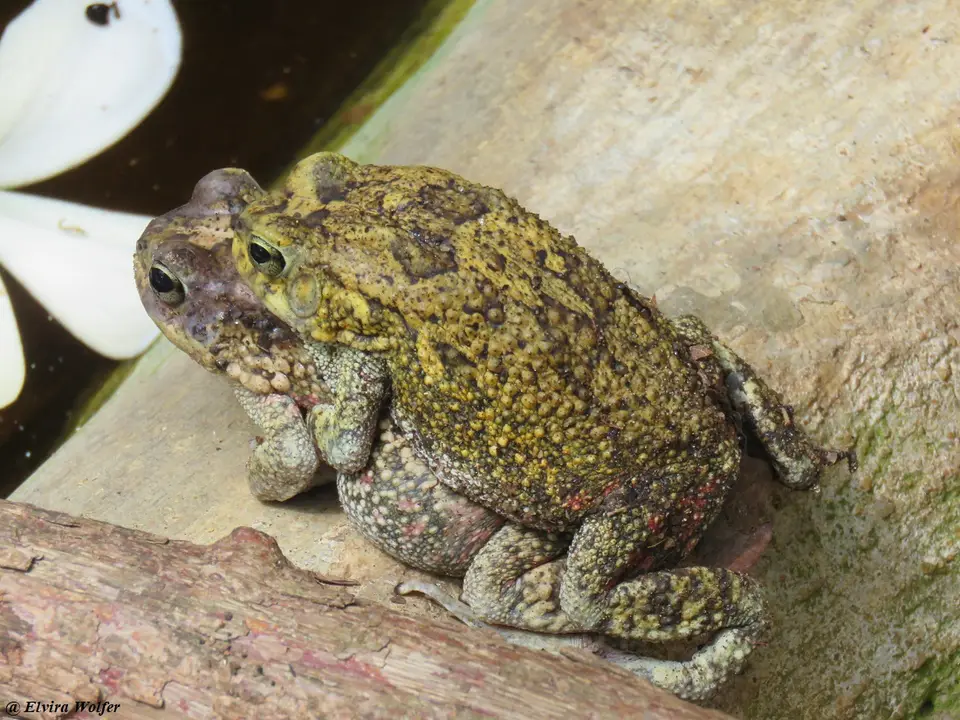 GutturalToadmating.jpg