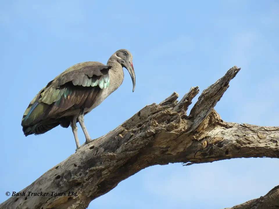 HadedaIbis.jpg