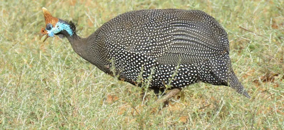HelmetedGuineafowl-Numidam.meleagris.jpg