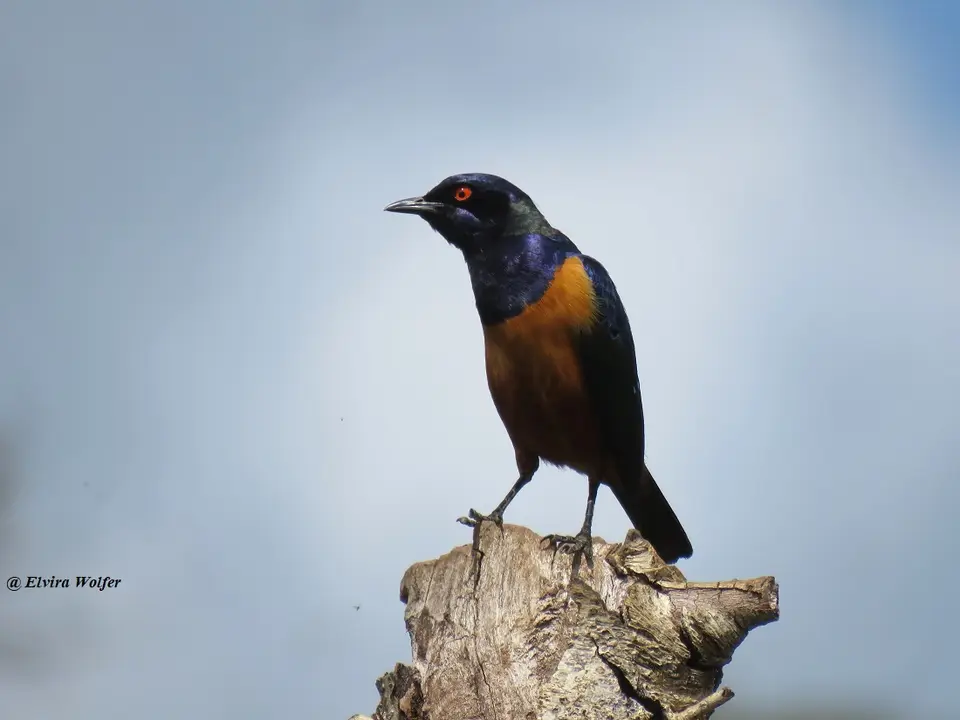 Hildebrandt'sStarling.jpg