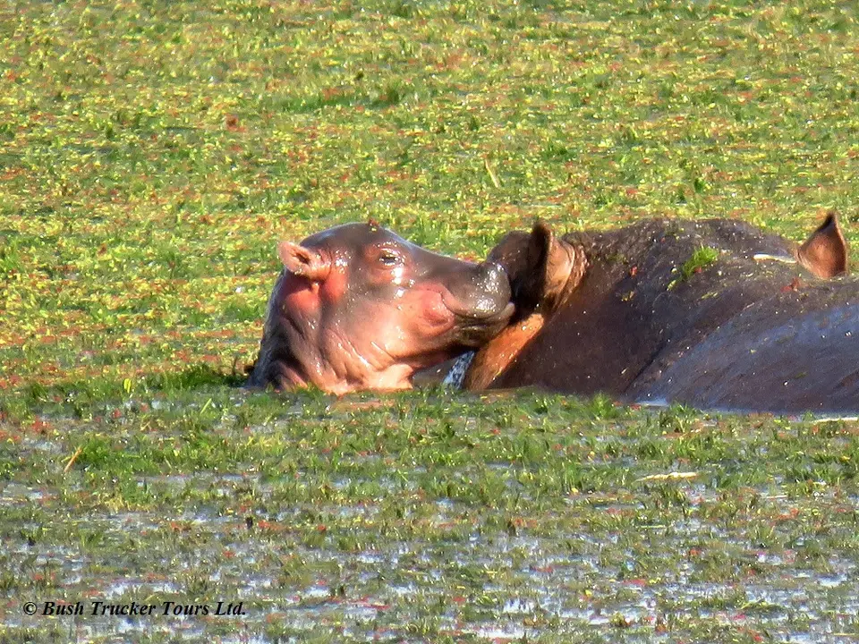 Hippo1.jpg