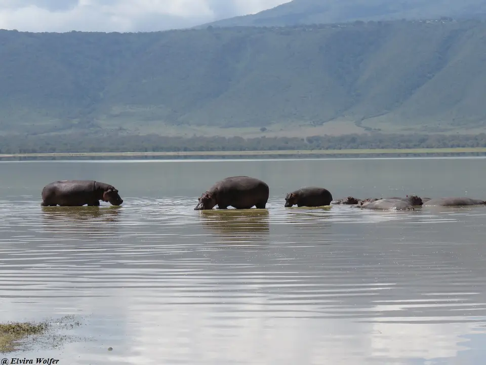 Hippos2.jpg