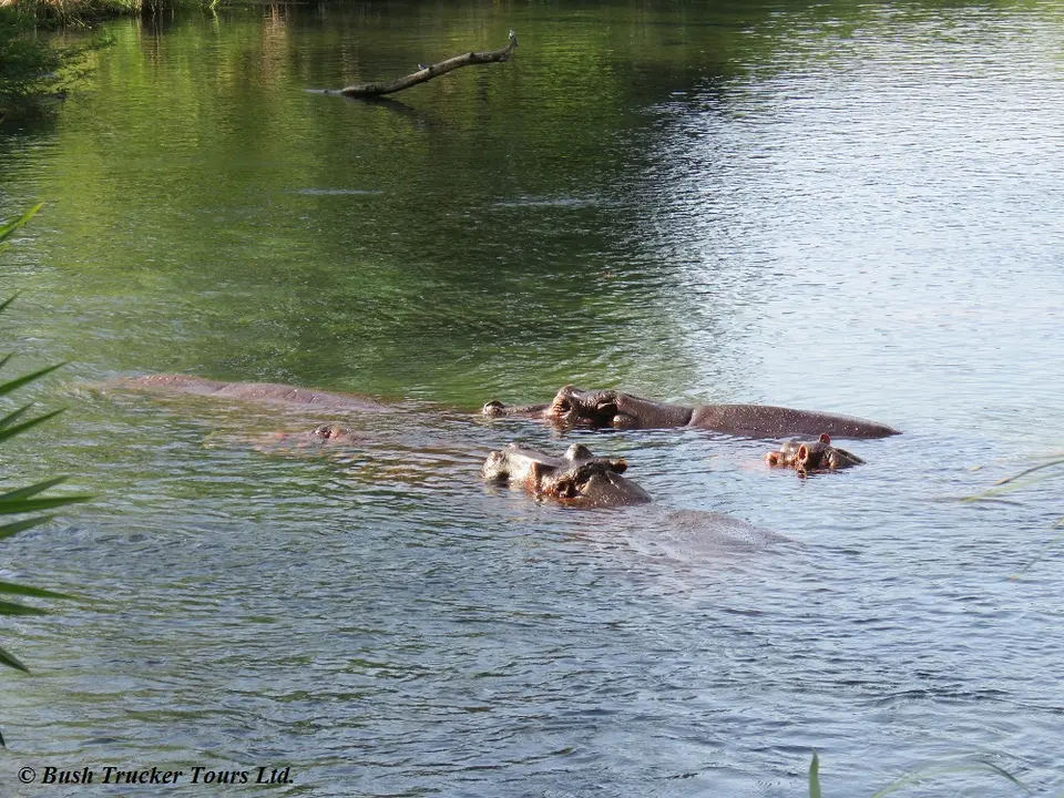 HipposMzimaSprings.jpg