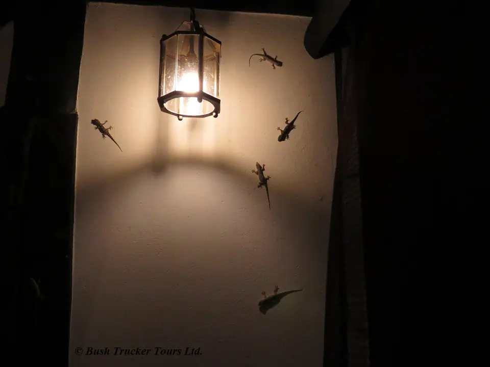HousegeckosShimbaHillsLodge.jpg
