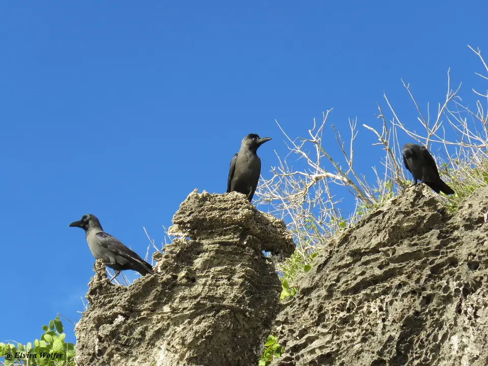 IndianHouseCrowsoncoralrag.jpg