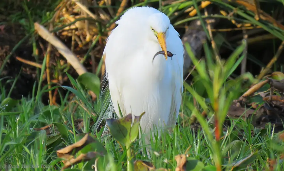 IntermediateEgret.jpg
