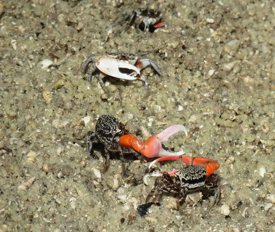 InversedFiddlerCrab-Cranucainversa-Ocypodidae.jpg