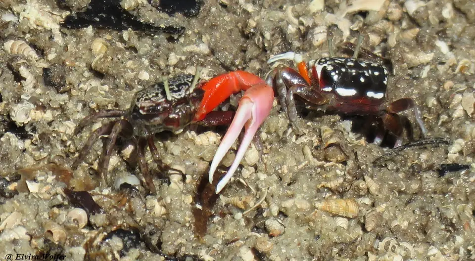 InversedFiddlerCrab2-Cranucainversa-Ocypodidae.jpg