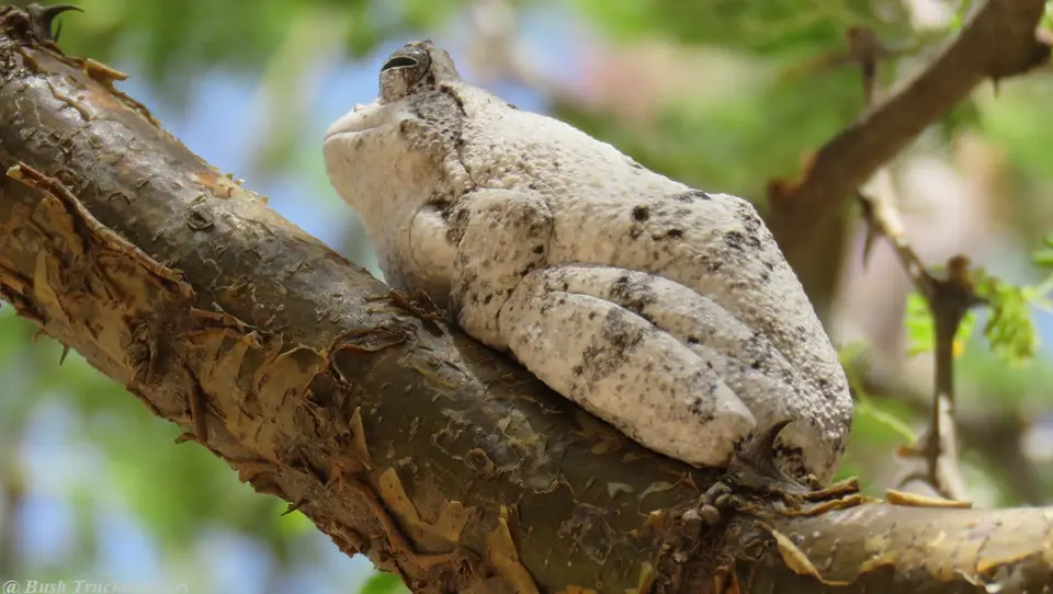 Keller'sfoam-nestfrog.jpg