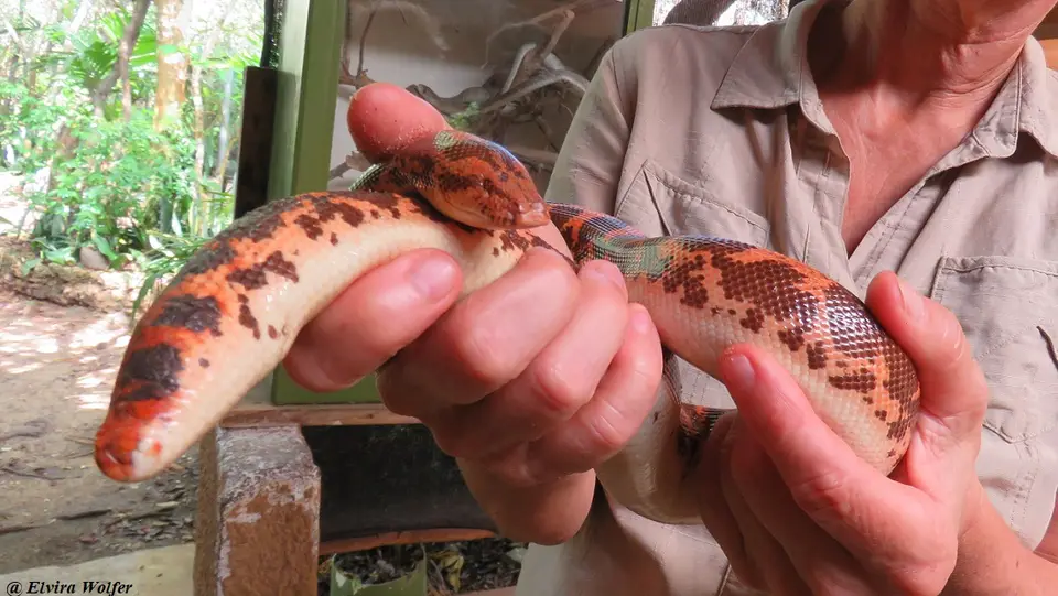 KenyanSandboa.jpg