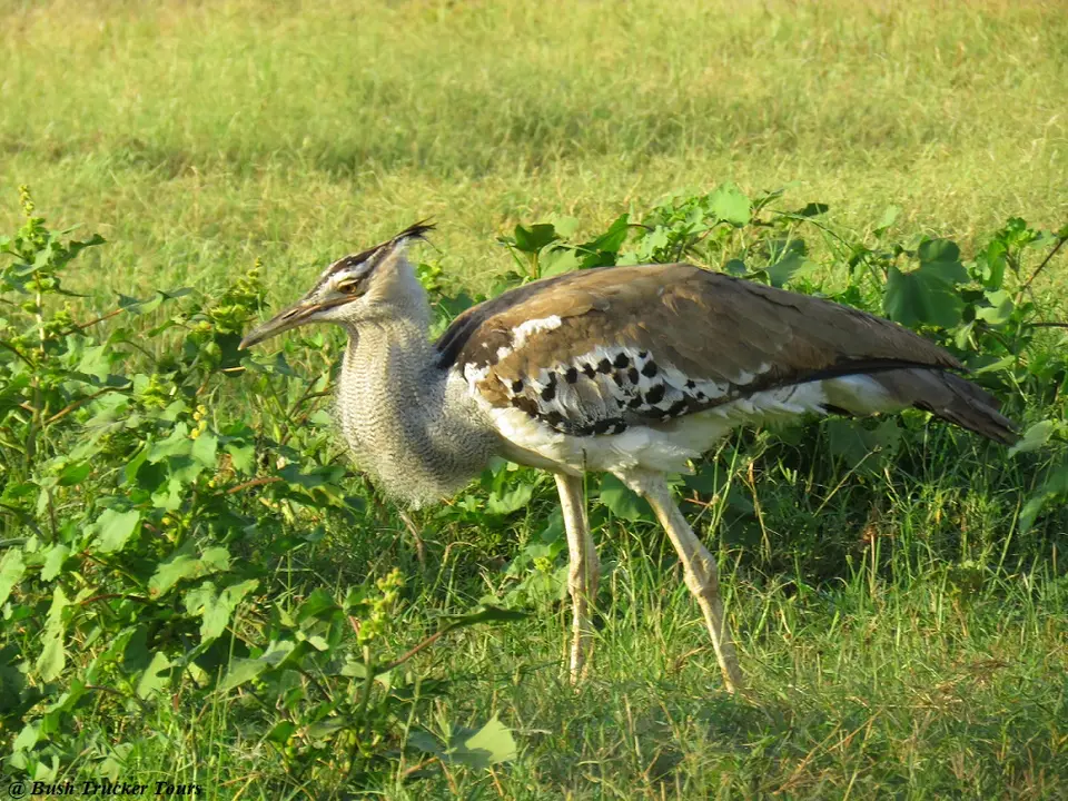 KoriBustard.jpg