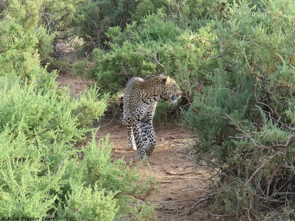 Leopardin1.jpg