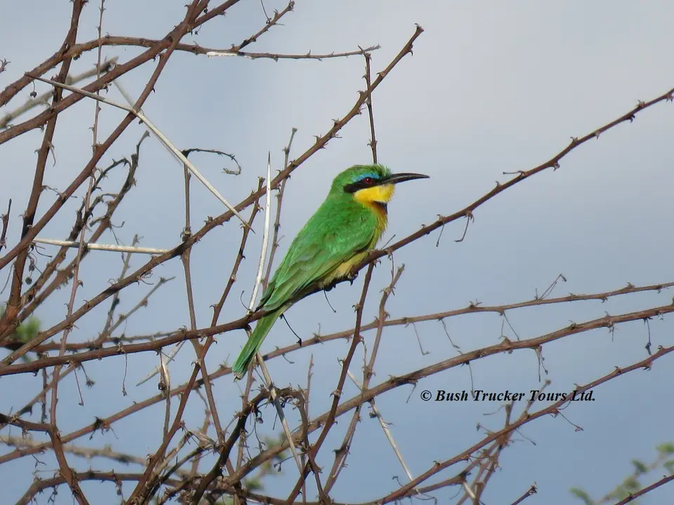 LittleBee-eater.jpg