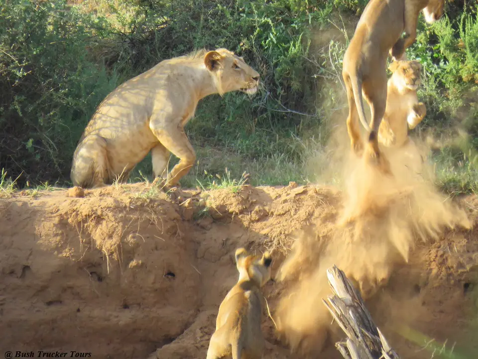 LoewenactionSamburu.jpg
