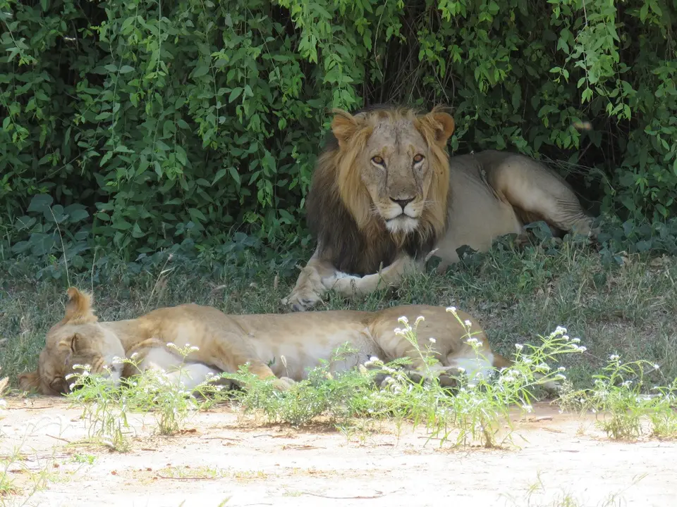 LoewenpaerchenSamburu1.jpg
