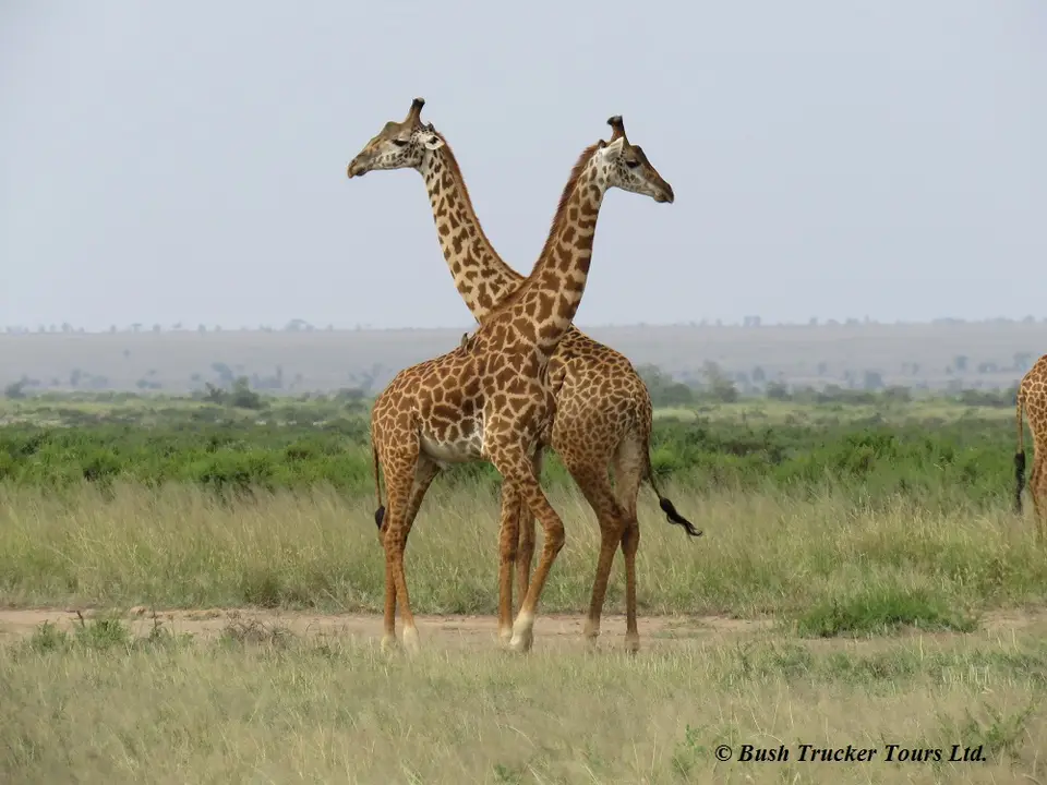 MaasaiGiraffen1.jpg