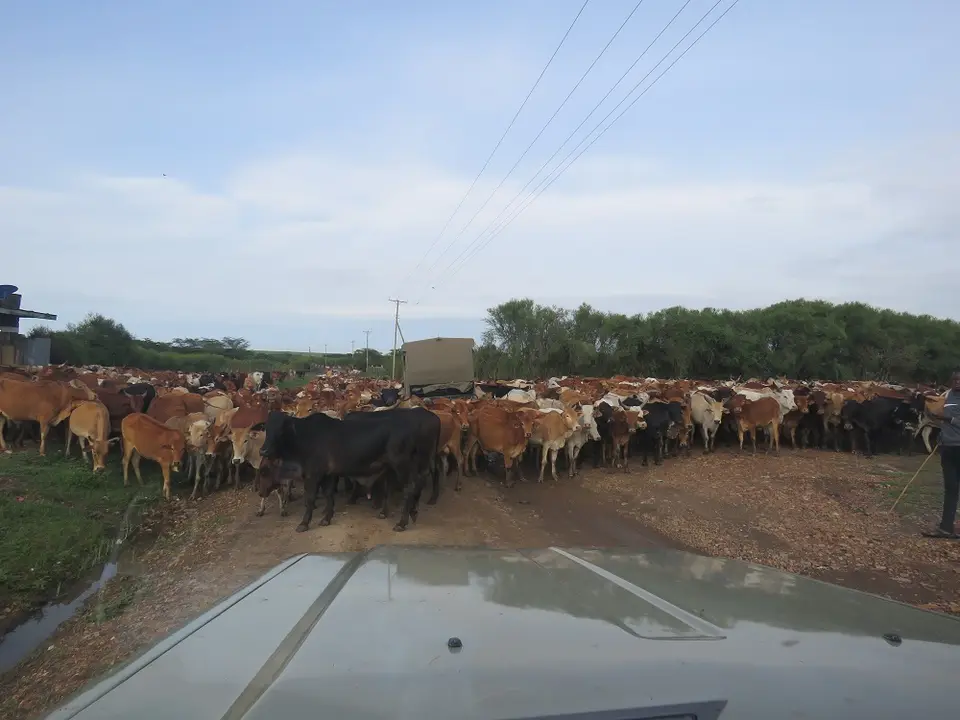 MaasaiKuehe1.jpg