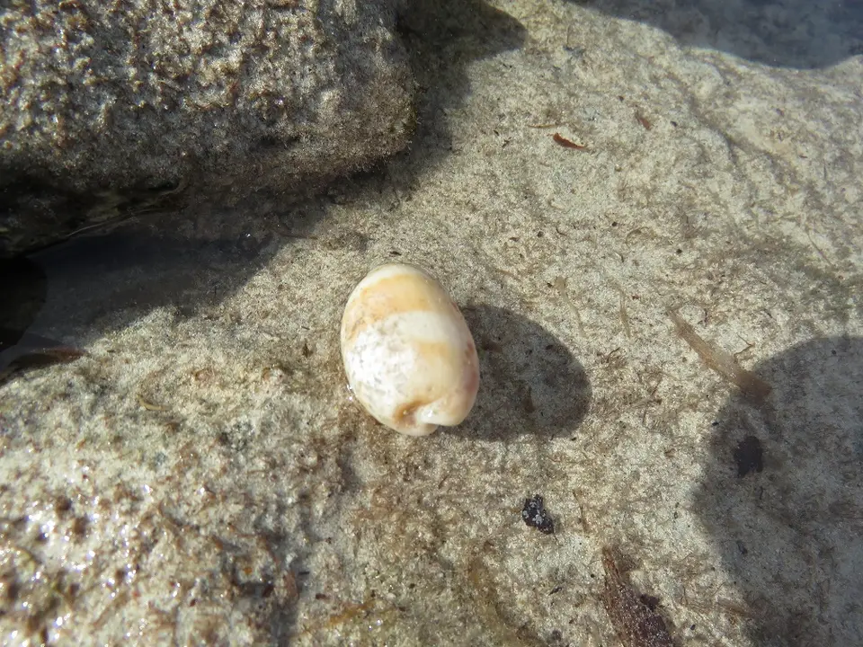 Meeresschnecke.jpg
