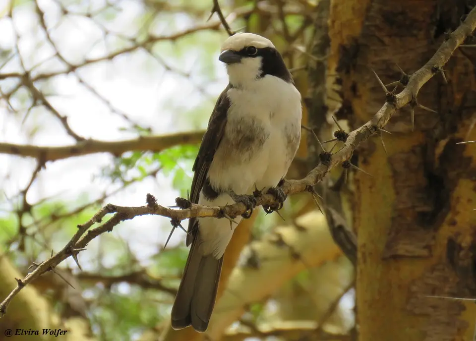 NorthernWhite-crownedShrike.jpg