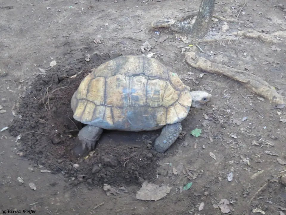 Pantherschildkroete.jpg