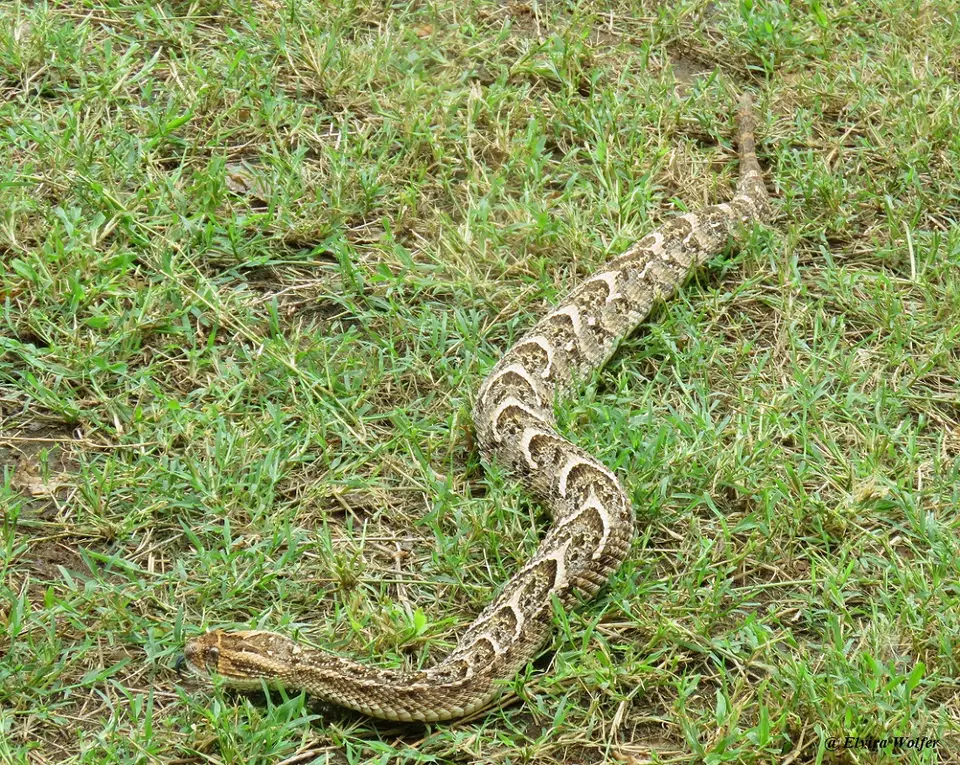PuffAdder1.jpg