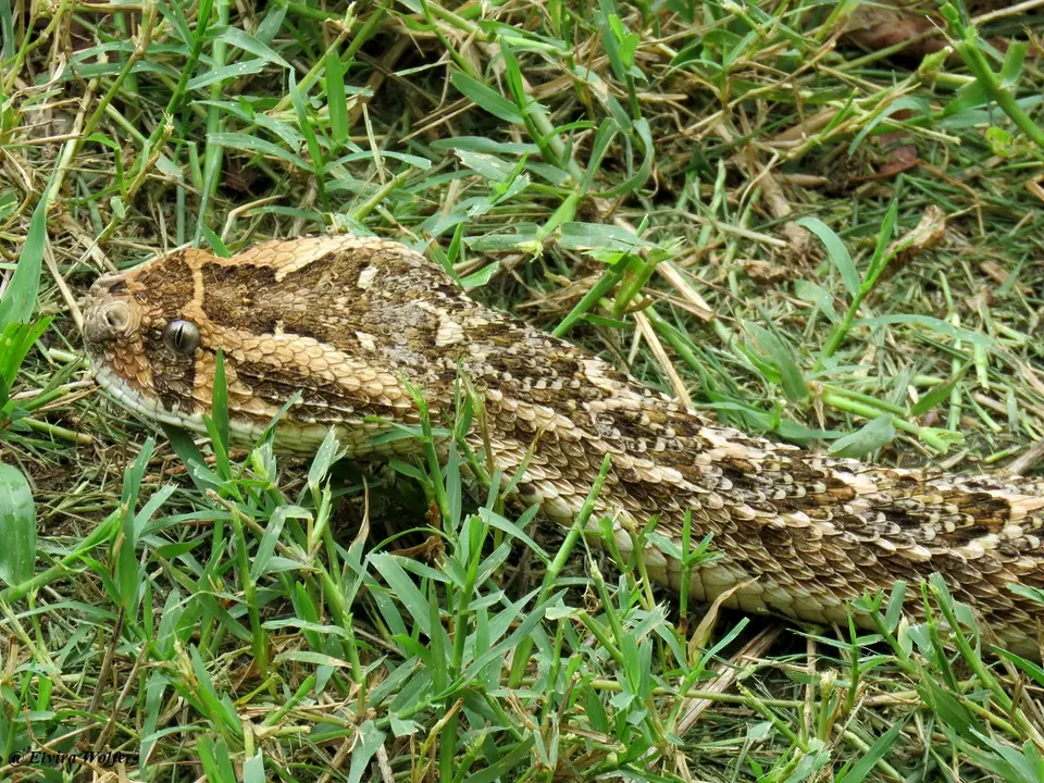 PuffAdder2.jpg