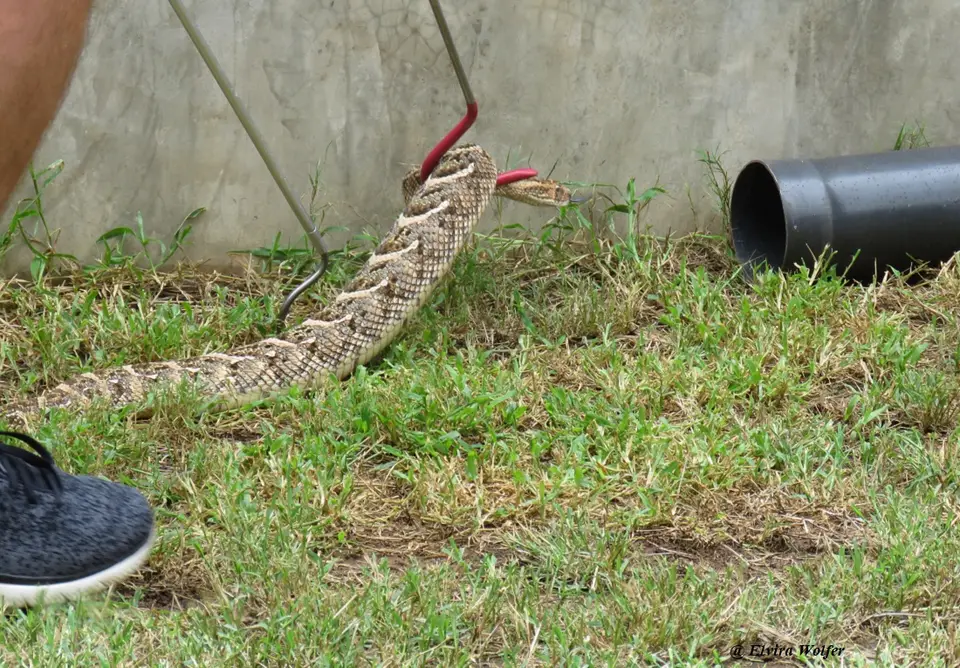 PuffAdder3.jpg