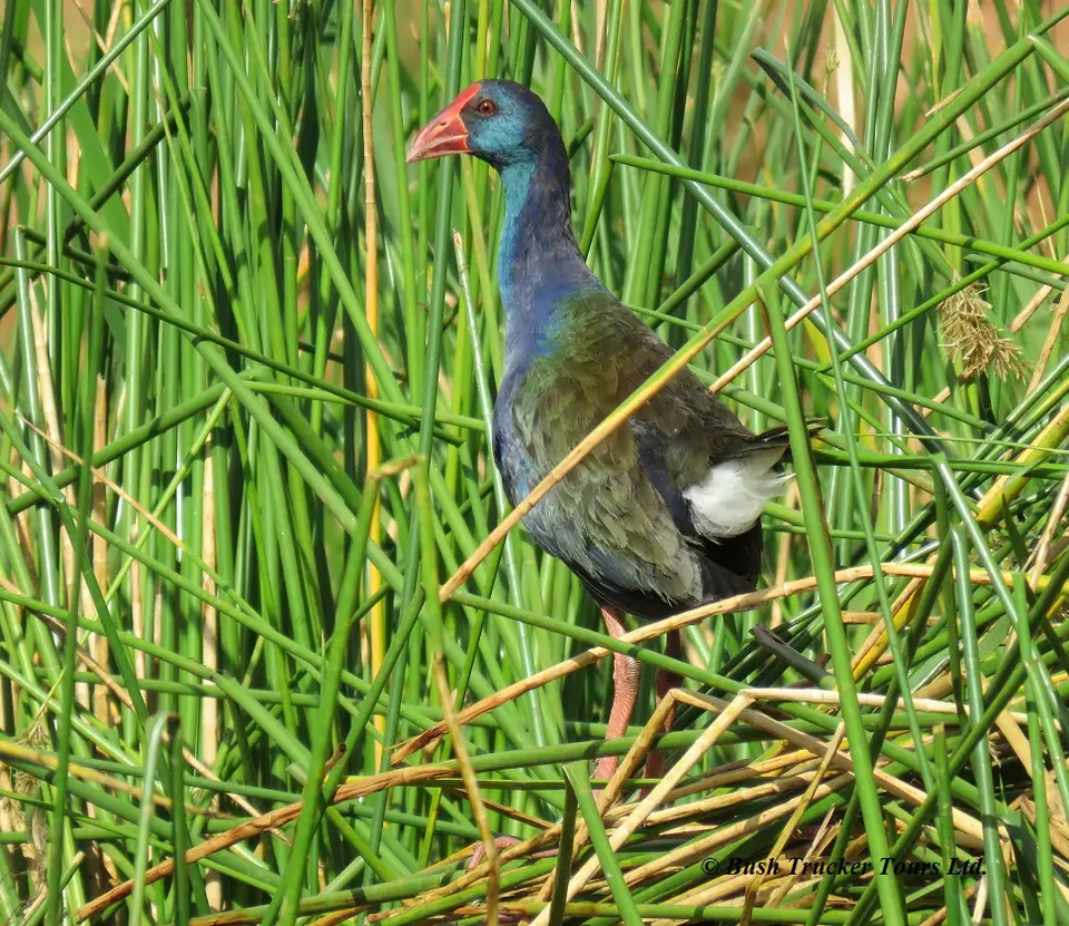 PurpleSwamphen.jpg