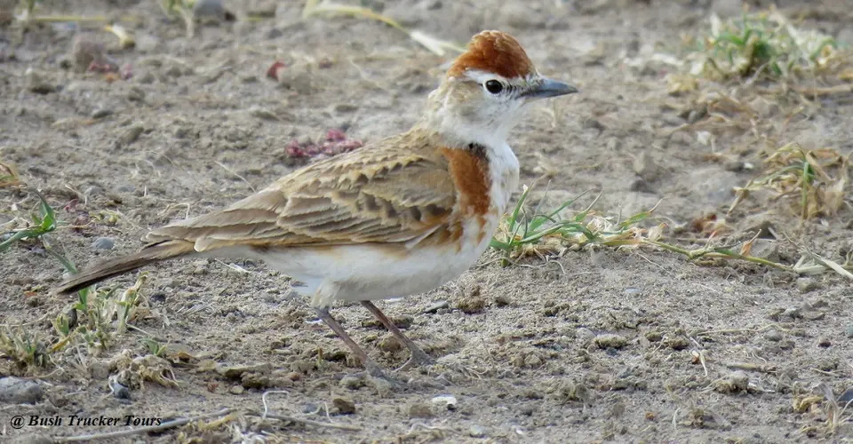 Red-cappedLark-Calandrellacinereawilliamsi.jpg