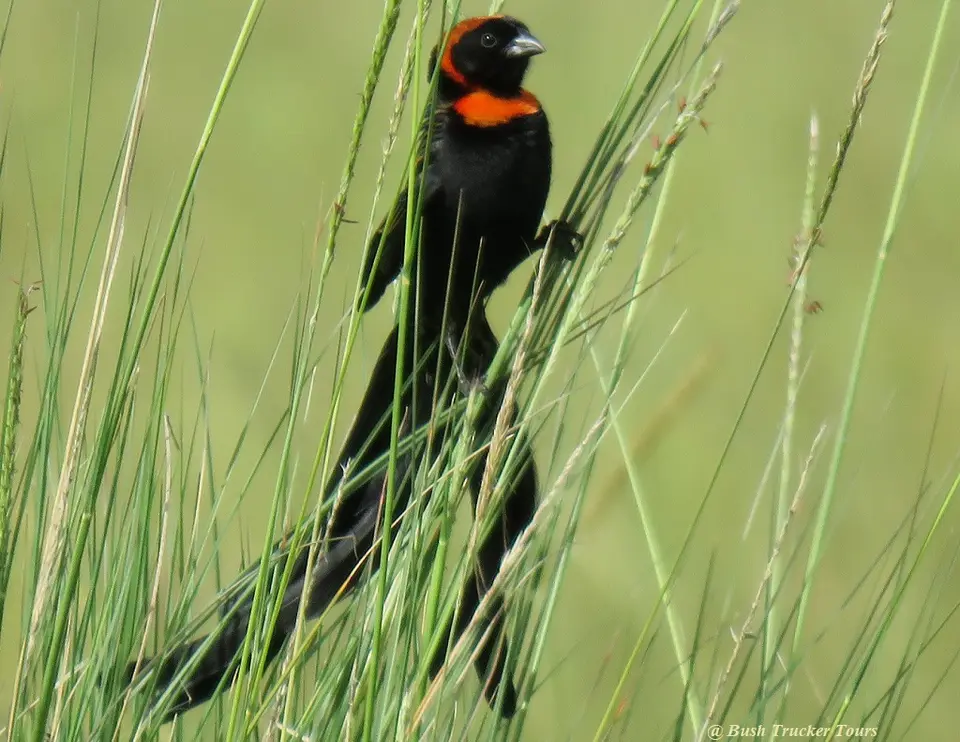 Red-collaredWidowbird.jpg