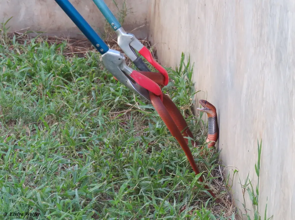 Red-spittingCobraAary2.jpg
