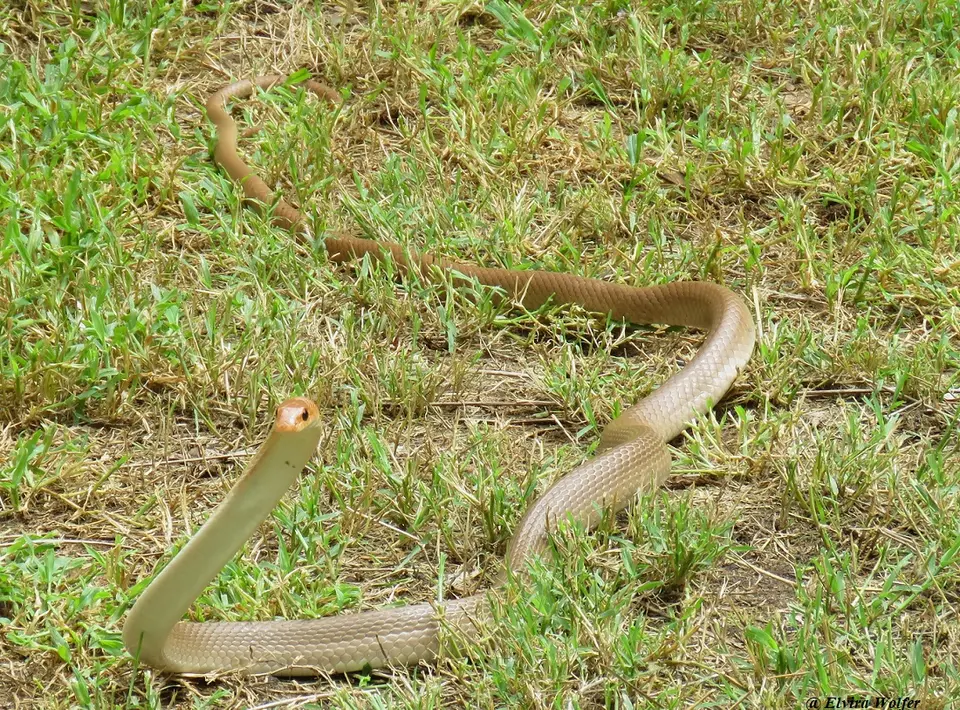Red-spottedbeakedSnake1.jpg