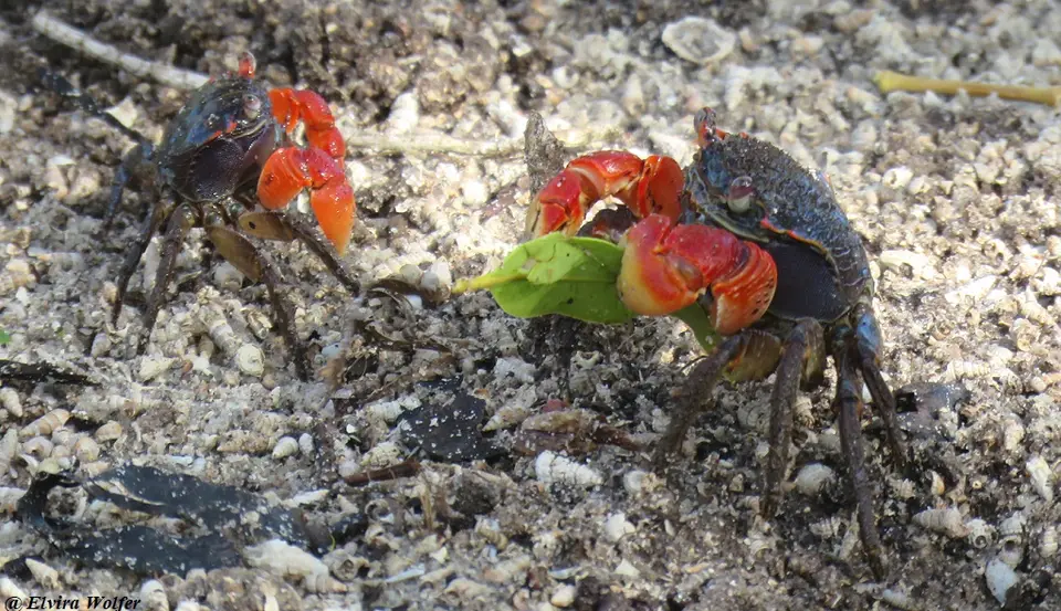 RedMangroveCrabpair–Neosermatiummeinerti-Sesarmidae.jpg